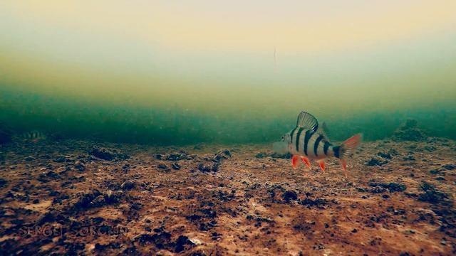 Зимняя рыбалка 2016-2017 на окуня с подводной камерой. Первый лед смотреть онлайн
