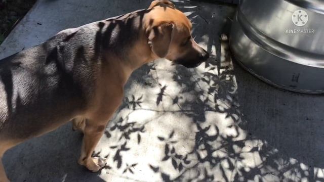 Gus and Charlie’s night routine! смотреть онлайн