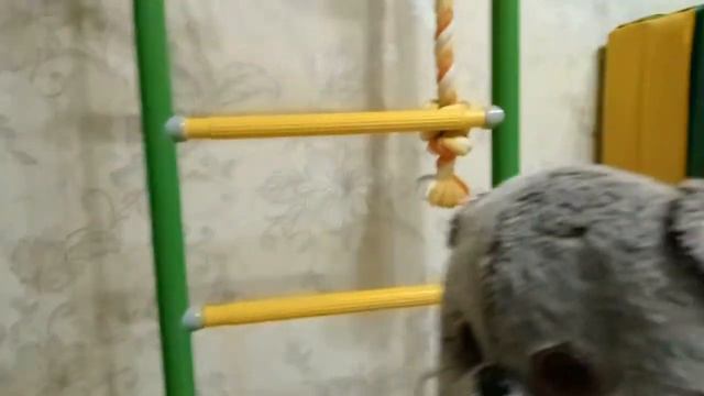 Басик готовится спать и смотрит мультики перед сном🌜 смотреть онлайн