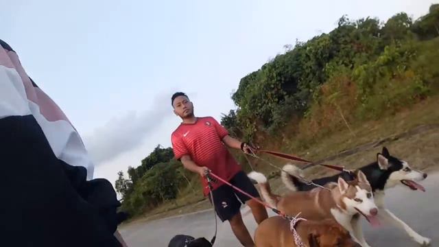 Lari sore dengan 2 anjing pitbull dan 2 anjing husky смотреть онлайн
