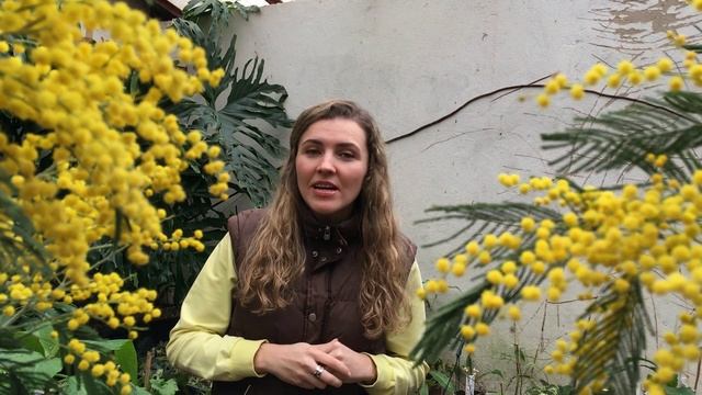 МИМОЗА ? РАЗОБЛАЧЕНИЕ ? Акация серебристая на 8 Марта смотреть онлайн