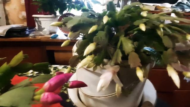 Цветок Декабрист. Суеверия и приметы.Интересные факты. смотреть онлайн