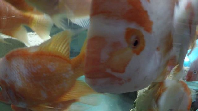 I naively thought eating ants was shocking... now red devils have no problem with wasps смотреть онлайн