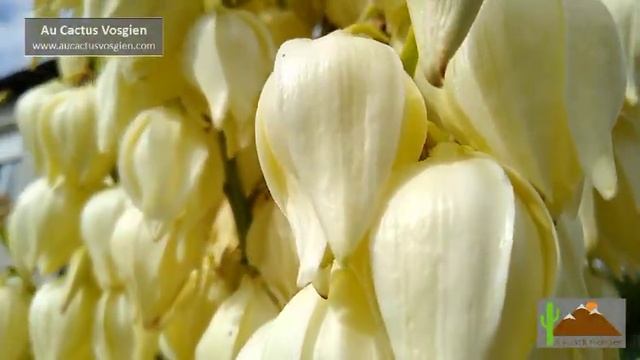 Yucca filamentosa et sa floraison majestueuse juin 2021 смотреть онлайн