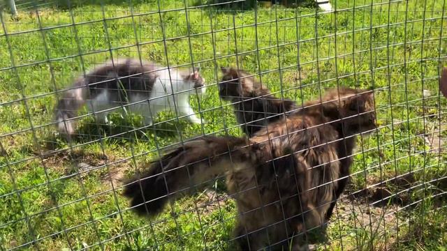 Зоопарк чёрные камни смотреть онлайн