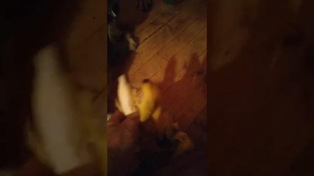 Моя собака ест бананы ? но им нельзя есть бананы ,это не их пища,им нужно мясо сырое или варенное смотреть онлайн