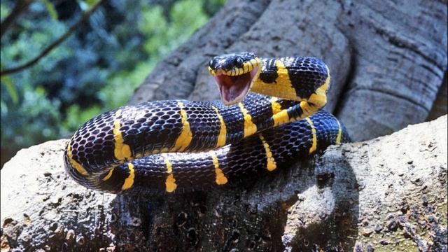 Змеиное яйцо (басня)