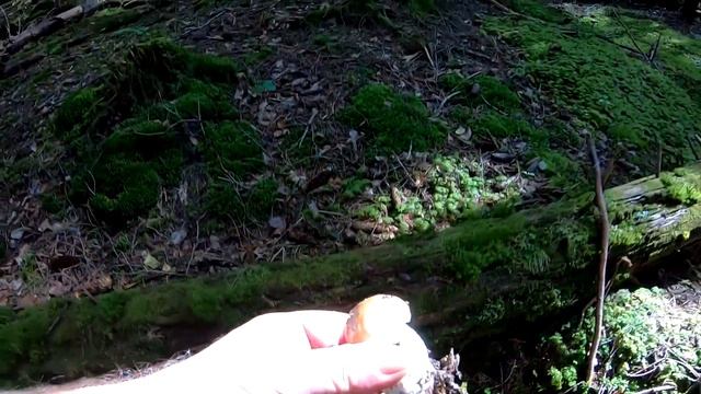 ОГО!..Більше 100 БІЛИХ ГРИБІВ!..Повні КОШИКИ-Грибні місця Карпат! смотреть онлайн