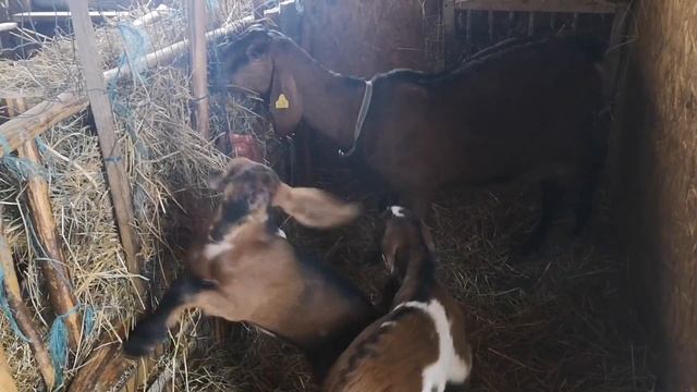 Все про окот. Информация для новичков. смотреть онлайн