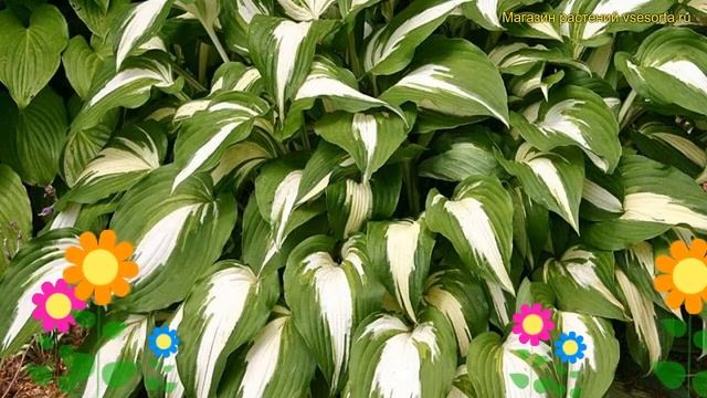 Хоста гибридная Найт Бефор Кристмас. Краткий обзор, описание hosta night before christmas смотреть онлайн