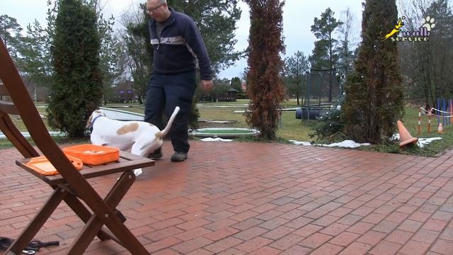 Как научить любую собаку апортировке, сочетание элементов игры и обучения смотреть онлайн