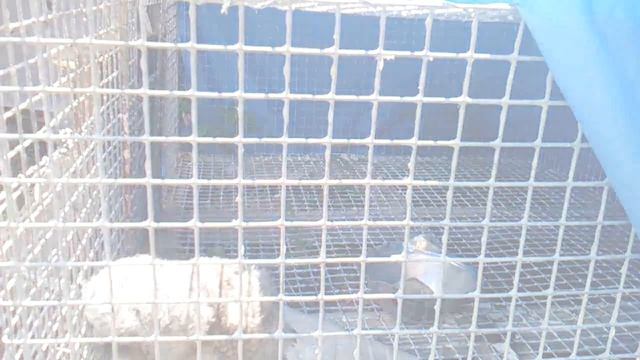 Совенок в доме. Little owl in the house смотреть онлайн