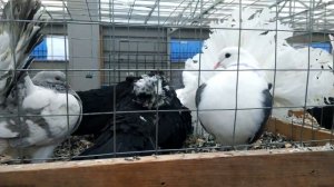 РЫНОК САДОВОД ГОЛУБИНЫЙ РАЙ | ЦЕНЫ | ГОЛУБИ