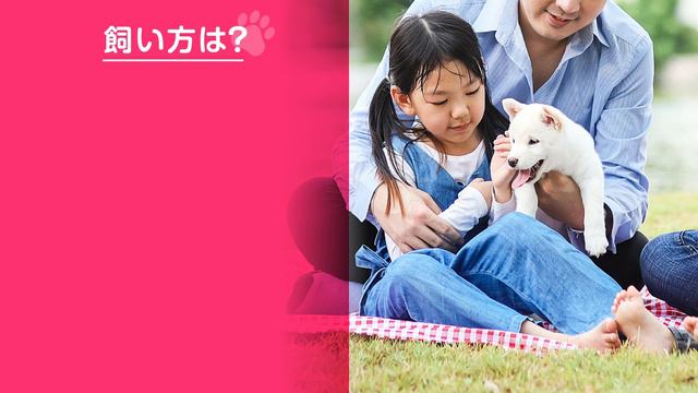 ❤️人気89位【北海道犬ってどんな犬？】子犬の価格や性格、寿命、飼いやすさは？ カワイイ動画でチェック！ смотреть онлайн