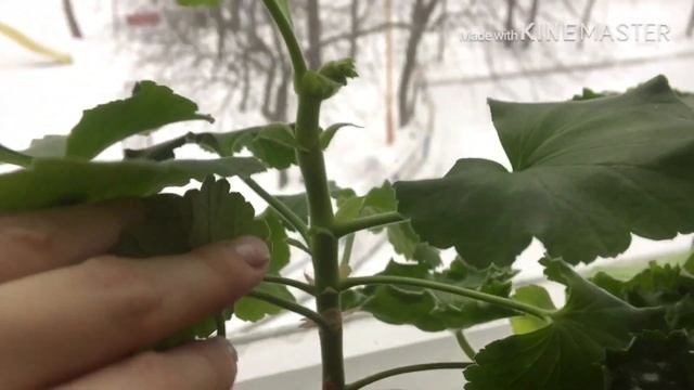 Как у меня перезимовали пеларгонии (герани) / Комнатные цветы смотреть онлайн
