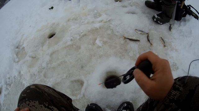 Крутой пёсель пришел в гости | Рыба нашлась на дальнем кордоне | Рыбалка в Сокольском районе смотреть онлайн