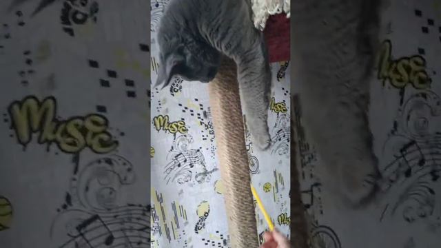 котята мейн-кун 8 месяцев играют смотреть онлайн