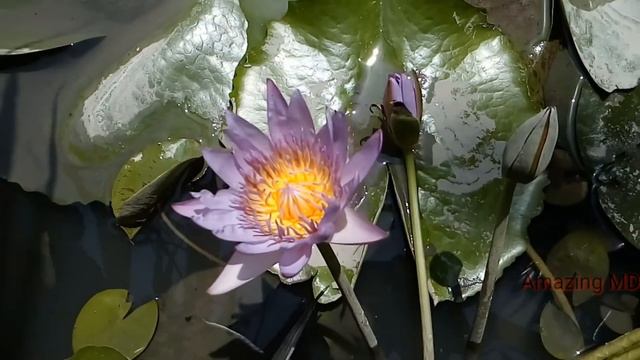 Water lily , mini lotus , flower of banana , platanillo . смотреть онлайн