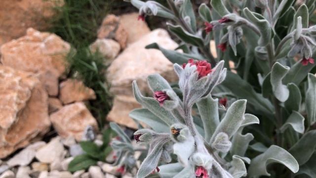 Lengua de perro (Cynoglossum officinale) смотреть онлайн