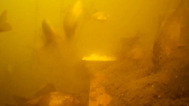 КАРПЫ И КАРАСИ НА ВАЛОКОРДИН! underwater fishing на карася и карпа подводное видео, реакция рыбы! смотреть онлайн
