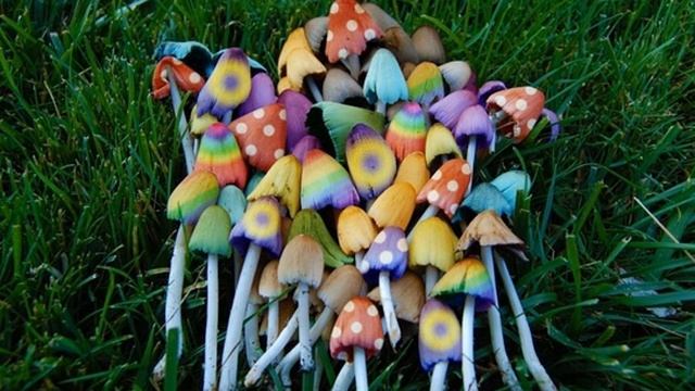 Prvrln- не ешь грибы