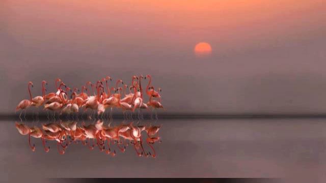 Musique relaxante ( Nesmet Sif ) смотреть онлайн