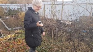 Деготь березовый. Применение в садоводстве