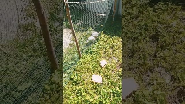 БИГ 6.Три недели на выгуле смотреть онлайн