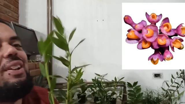 VC NÃO VAI ACREDITAR NO TAMANHO DESSA ORQUÍDEA PHALAENOPSIS смотреть онлайн