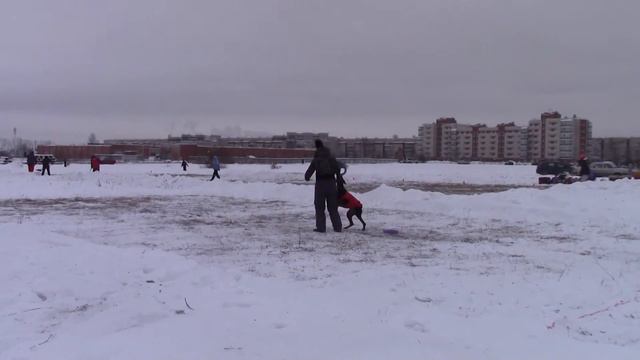 Доберманы в пуллер беге соревнования в буферном парке 24.01.16 смотреть онлайн