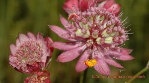 Астранция крупная (astrantia major) ? крупная астранция обзор: как сажать, саженцы астранции