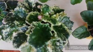 ТРИПСЫ НА ФИАЛКАХ./Моя борьба с трипсами на фиалках.// Ошибка и всё - таки победа!!!