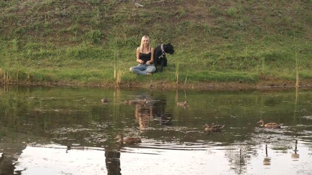 Кане корсо Дея(Avior’s Blaze Diamanta Black ) смотреть онлайн