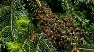 Сонник Пчёлы, Сонник Мёд. Сонник толкование Пчёлы. К чему снятся Пчёлы. К чему снится Мёд.