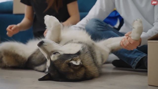 10 Odd Dog Behaviors and What They Actually Mean смотреть онлайн