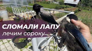 Пушку сломали бедро! Наложил швы и начал лечение. Начало строительства вольера для Гоши.