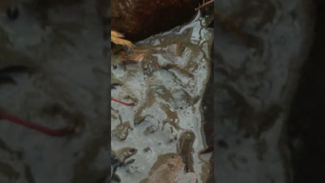 пруд на даче всего год без чистки смотреть онлайн