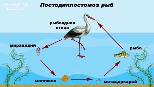 Что за странные черные точки на плотве? Что это и можно ли есть такую рыбу? смотреть онлайн