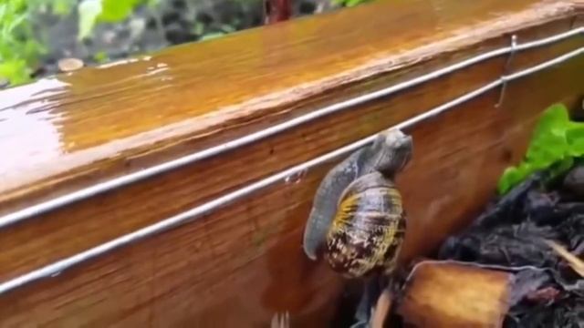 ҲАЙВОНҲОРА ТОК МЕЗАНА | ЖИВОТНЫЕ БЬЁТ ТОКОМ 5000В | ANIMALS ELECTRIC SHOCK смотреть онлайн