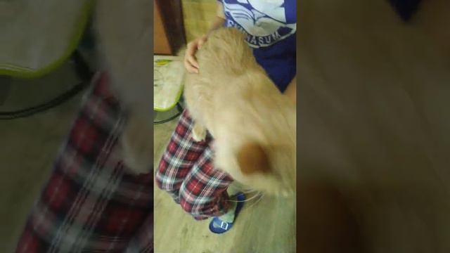 Невероятно! Мейн-кун обожает, чтоб его чесали! смотреть онлайн