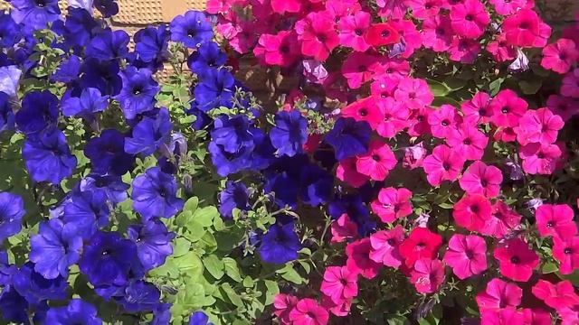 АМПЕЛЬНЫЕ ЦВЕТЫ ПЕТУНИИ смотреть онлайн