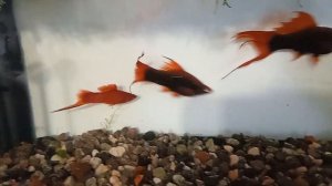 меченосец чёрный ,ещё одна попытка разведения