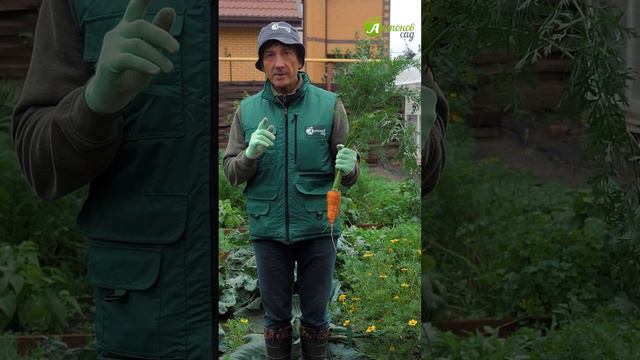 Когда убирать морковь смотреть онлайн