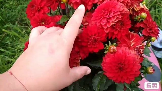 Георгина Гэллери Зингер / Dahlia Gallery Singer смотреть онлайн