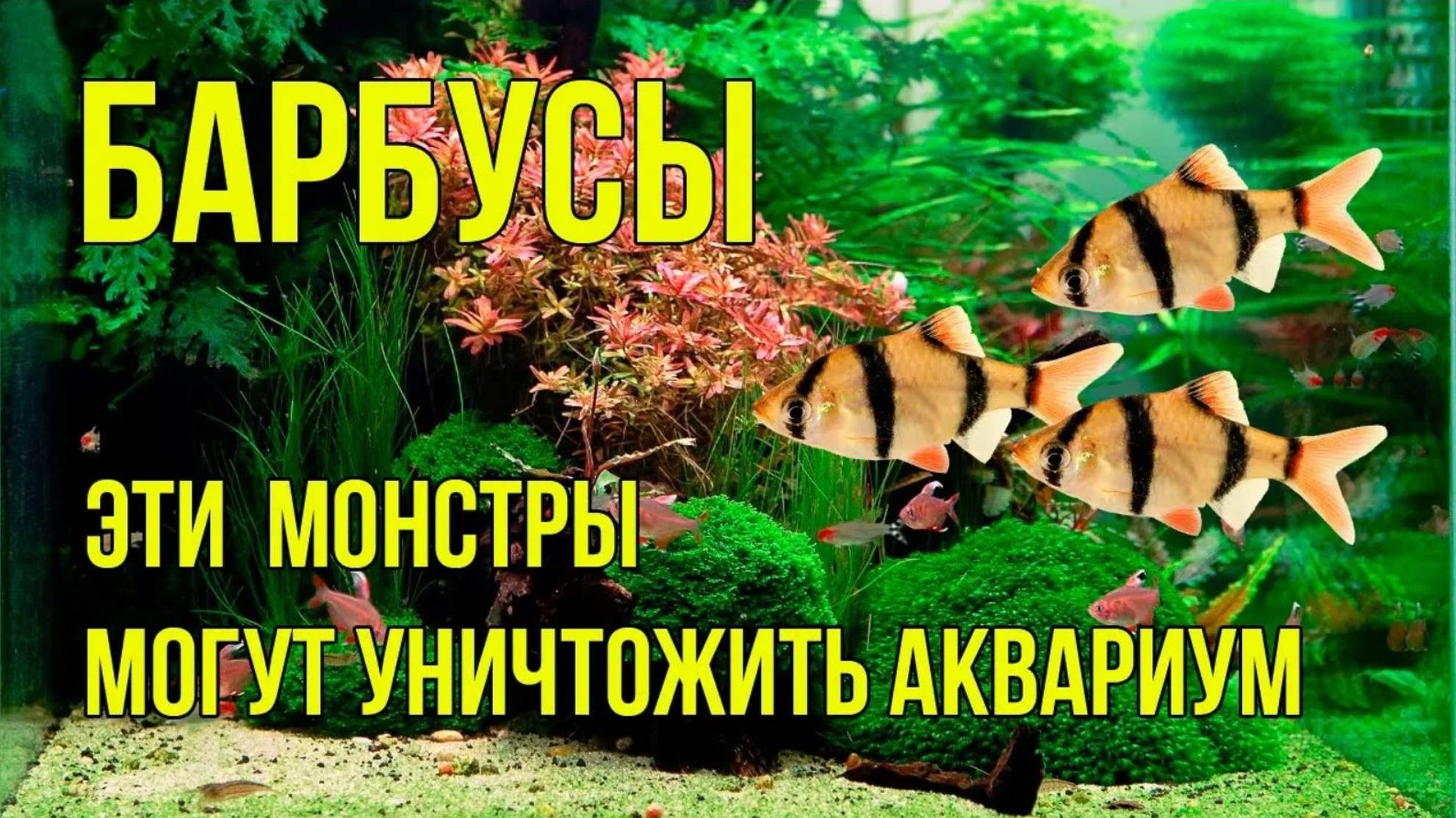 Как Содержать БАРБУСОВ в Аквариуме, Чтобы Всем Было Хорошо. смотреть онлайн