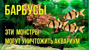 Как Содержать БАРБУСОВ в Аквариуме, Чтобы Всем Было Хорошо.