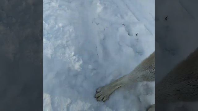 #хаски #влог смотреть онлайн