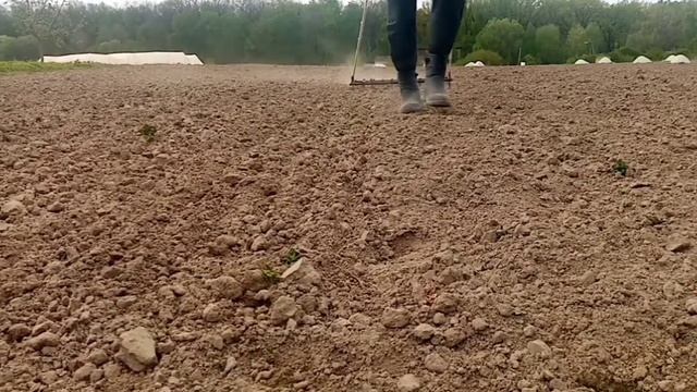 Боронование картофеля смотреть онлайн