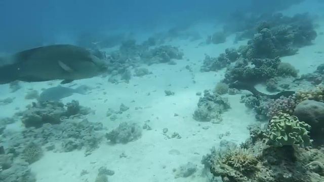 Magical diving in Red Sea through our divers eyes смотреть онлайн