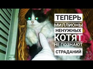 ПРОВЕЛИ ОПЕРАЦИЮ ПЯТИ БЕЗДОМНЫМ КОШКАМ